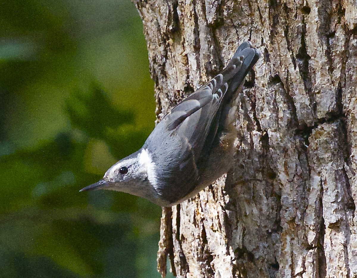 White-breasted Nuthatch - ML106631961
