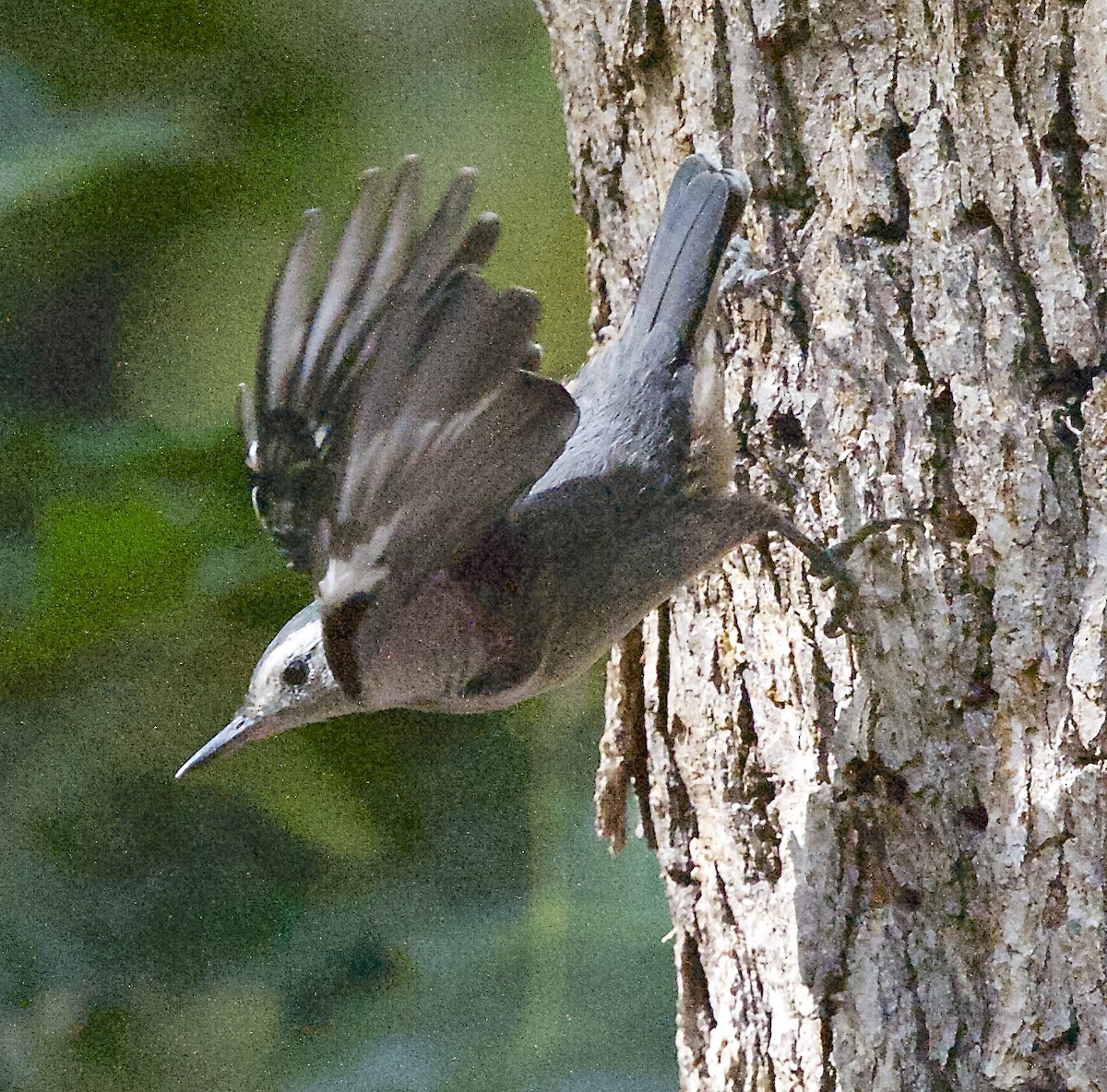White-breasted Nuthatch - ML106631971