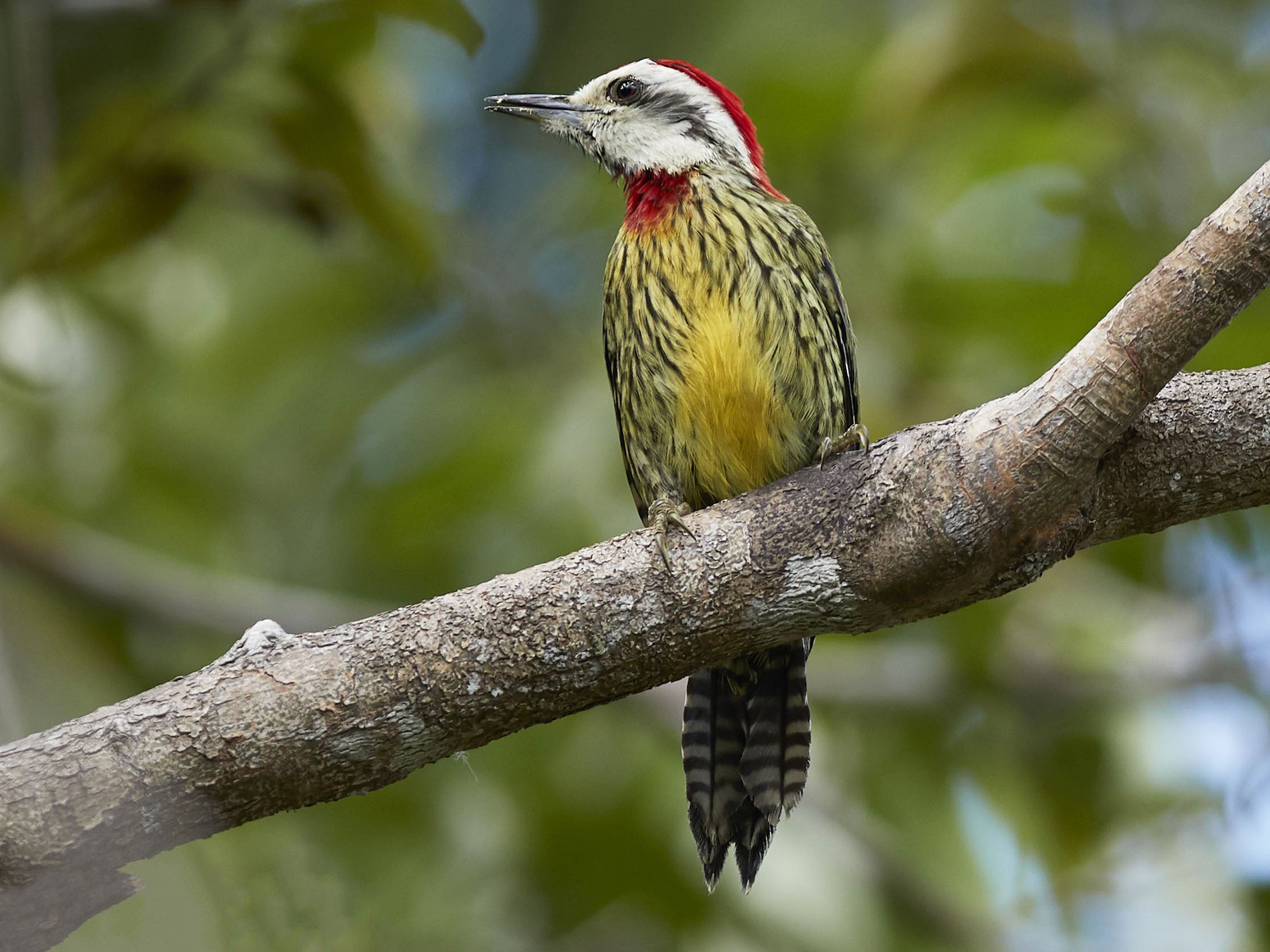 Cuban Green Woodpecker - Arturo Kirkconnell Jr