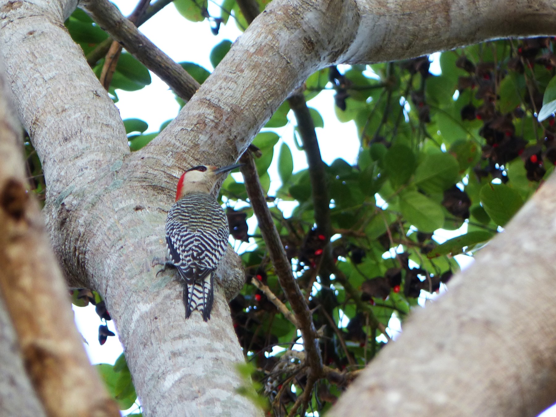 West Indian Woodpecker - Claire Bélanger