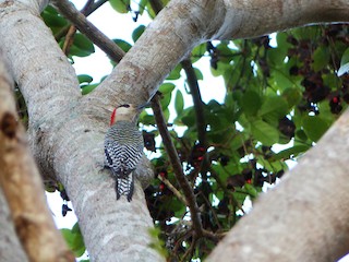  - West Indian Woodpecker