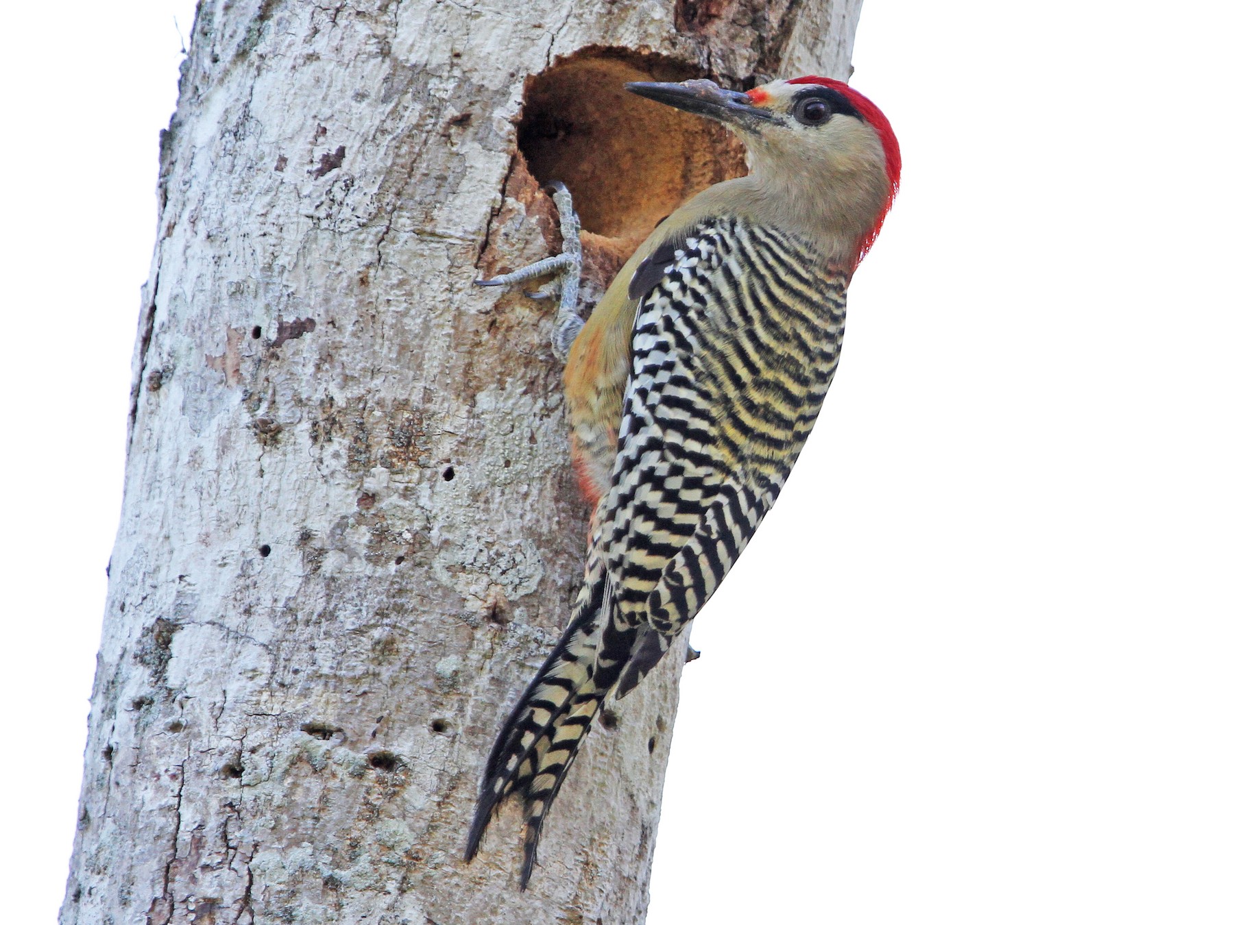West Indian Woodpecker - Christoph Moning