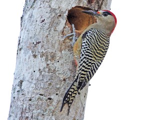  - West Indian Woodpecker