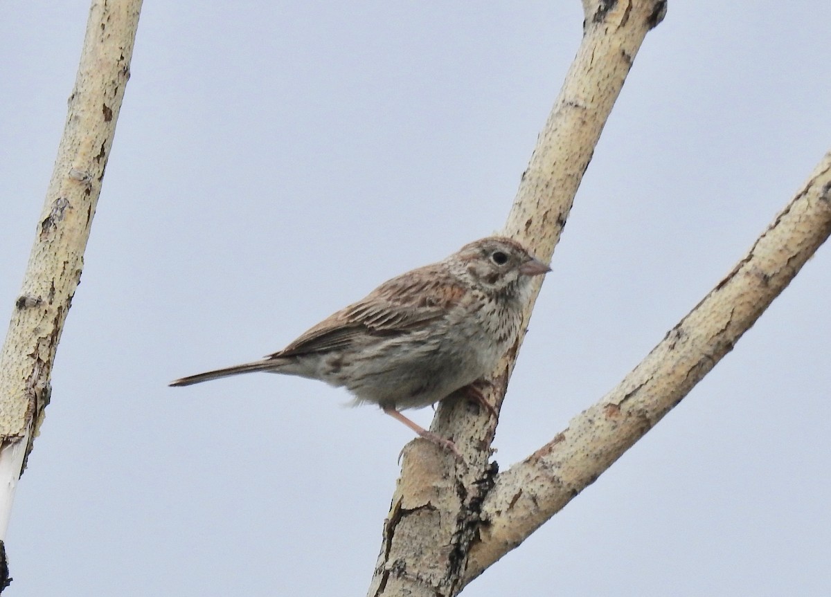 Vesper Sparrow - ML106633131