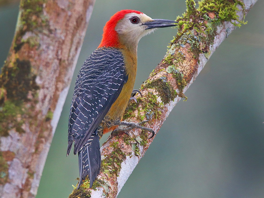 Jamaican Woodpecker - Tim Avery