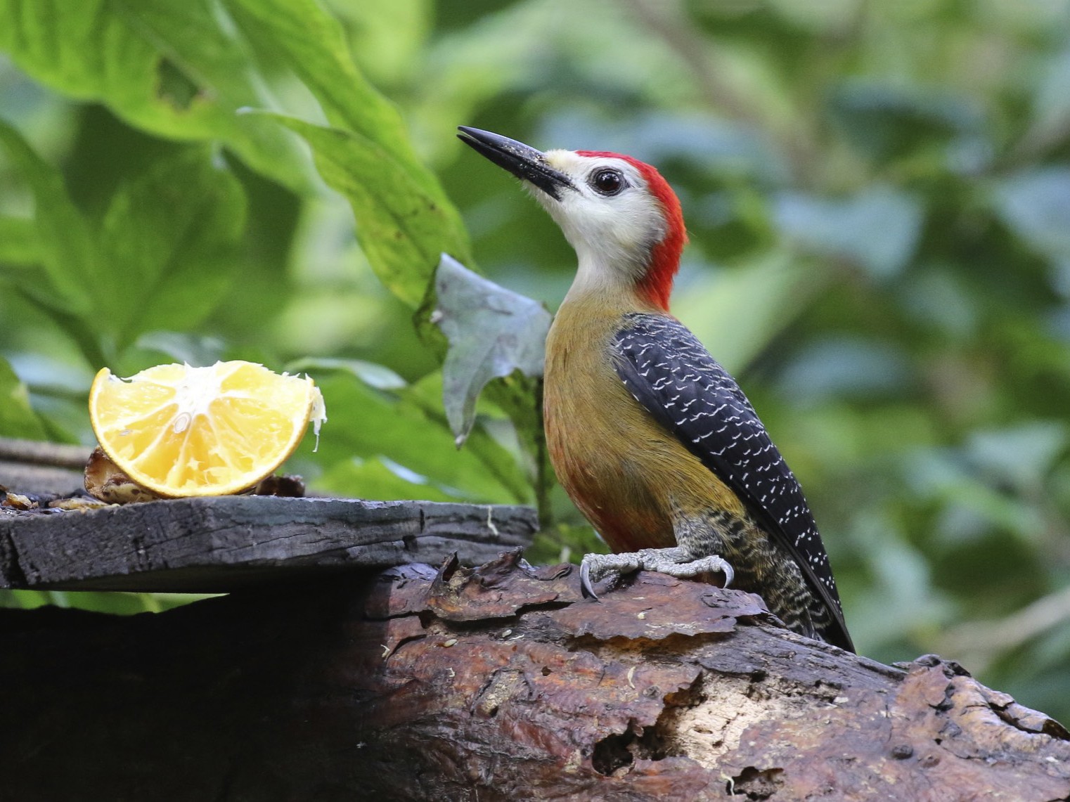 Jamaican Woodpecker - Knut Hansen