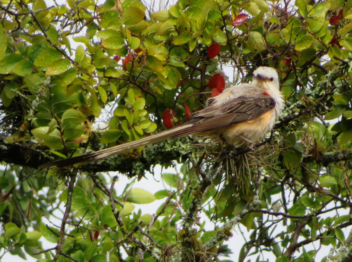 Scissor-tailed Flycatcher - Paul Sellin