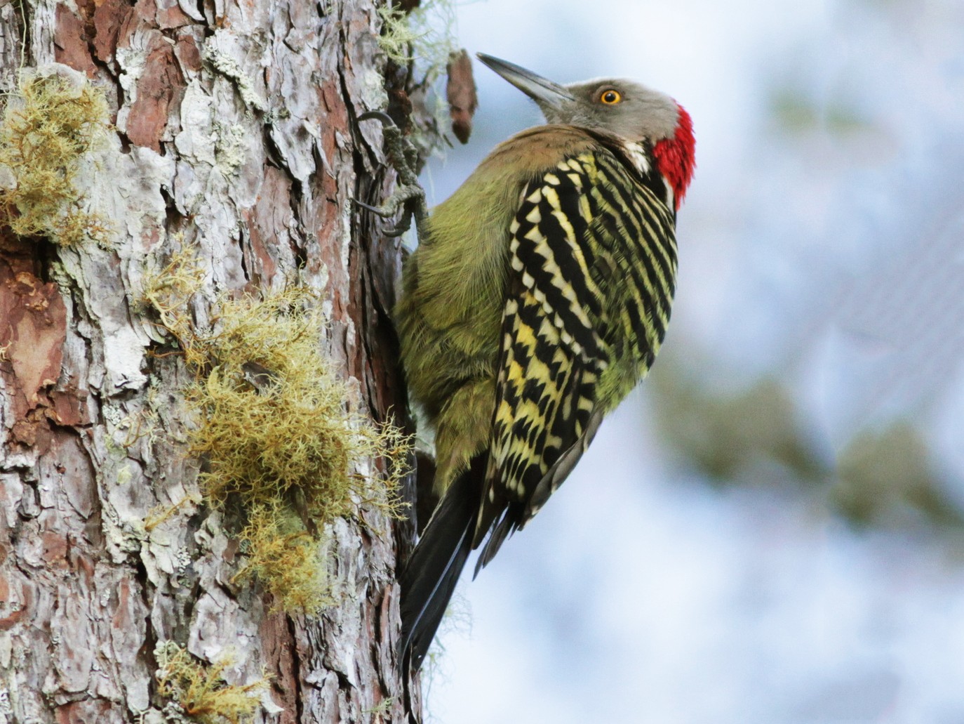Hispaniolan Woodpecker - Ian Davies