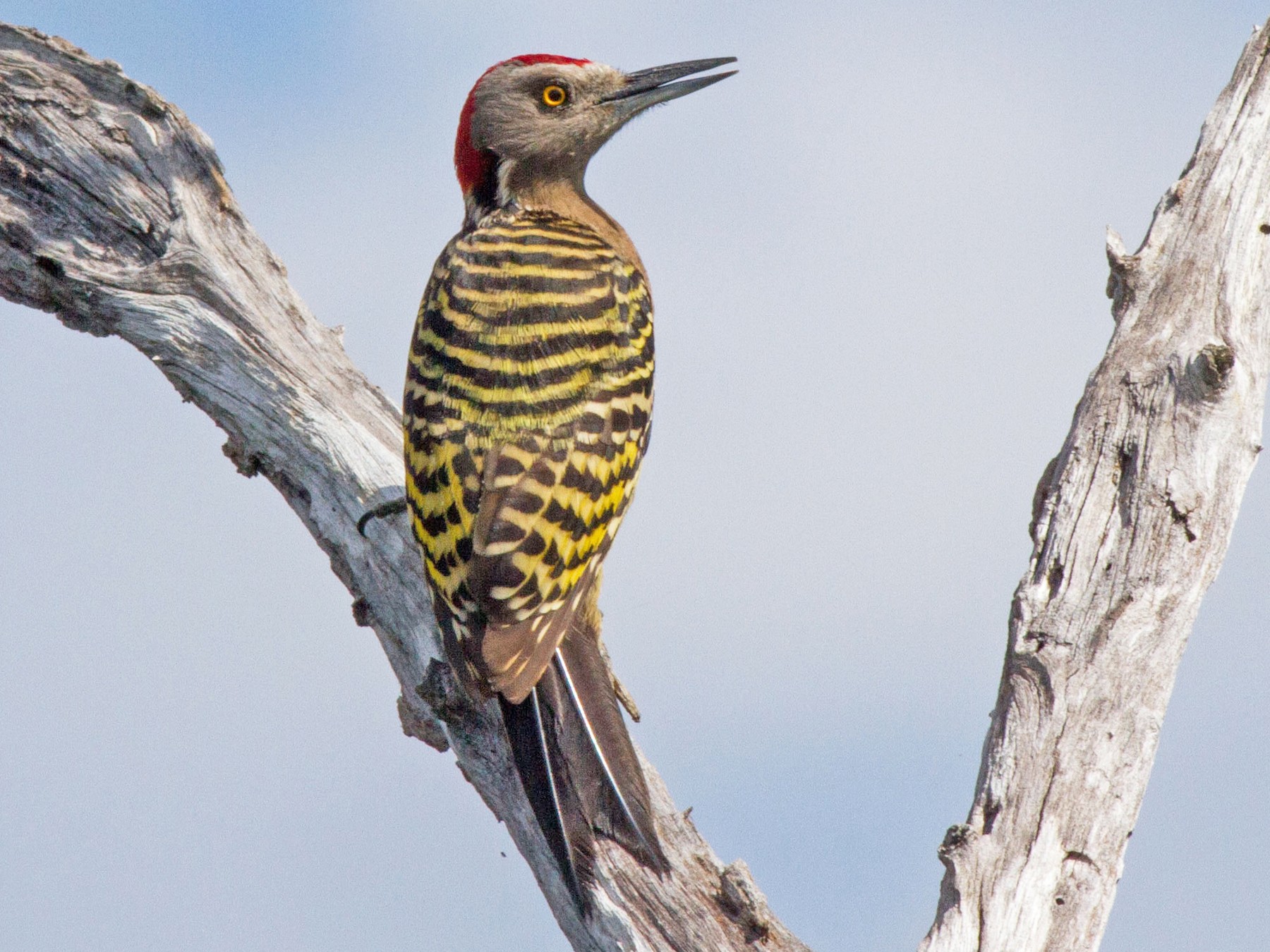 Hispaniolan Woodpecker - Jeff Gerbracht
