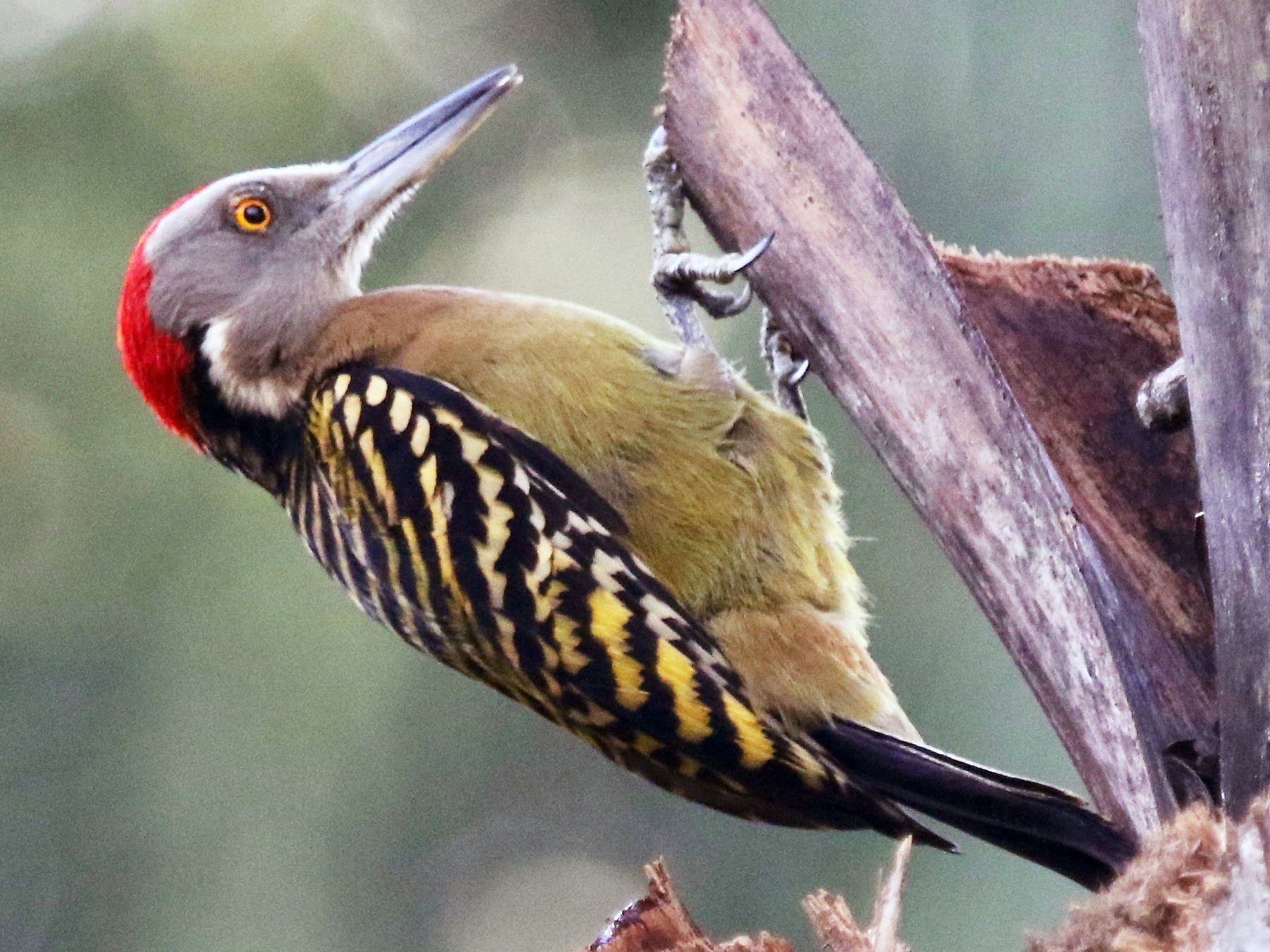 Hispaniolan Woodpecker - Gil Ewing