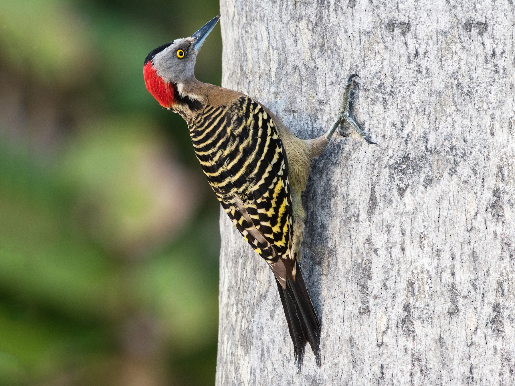 Hispaniolan Woodpecker - Hank Davis