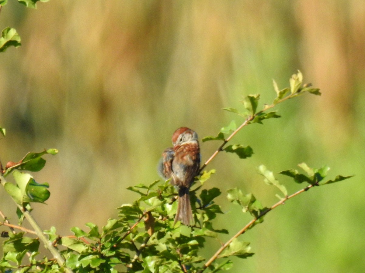 Field Sparrow - ML106634301