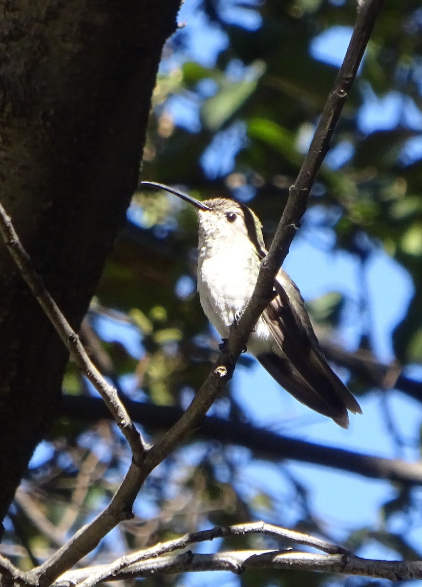 Spot-throated Hummingbird - ML106639541