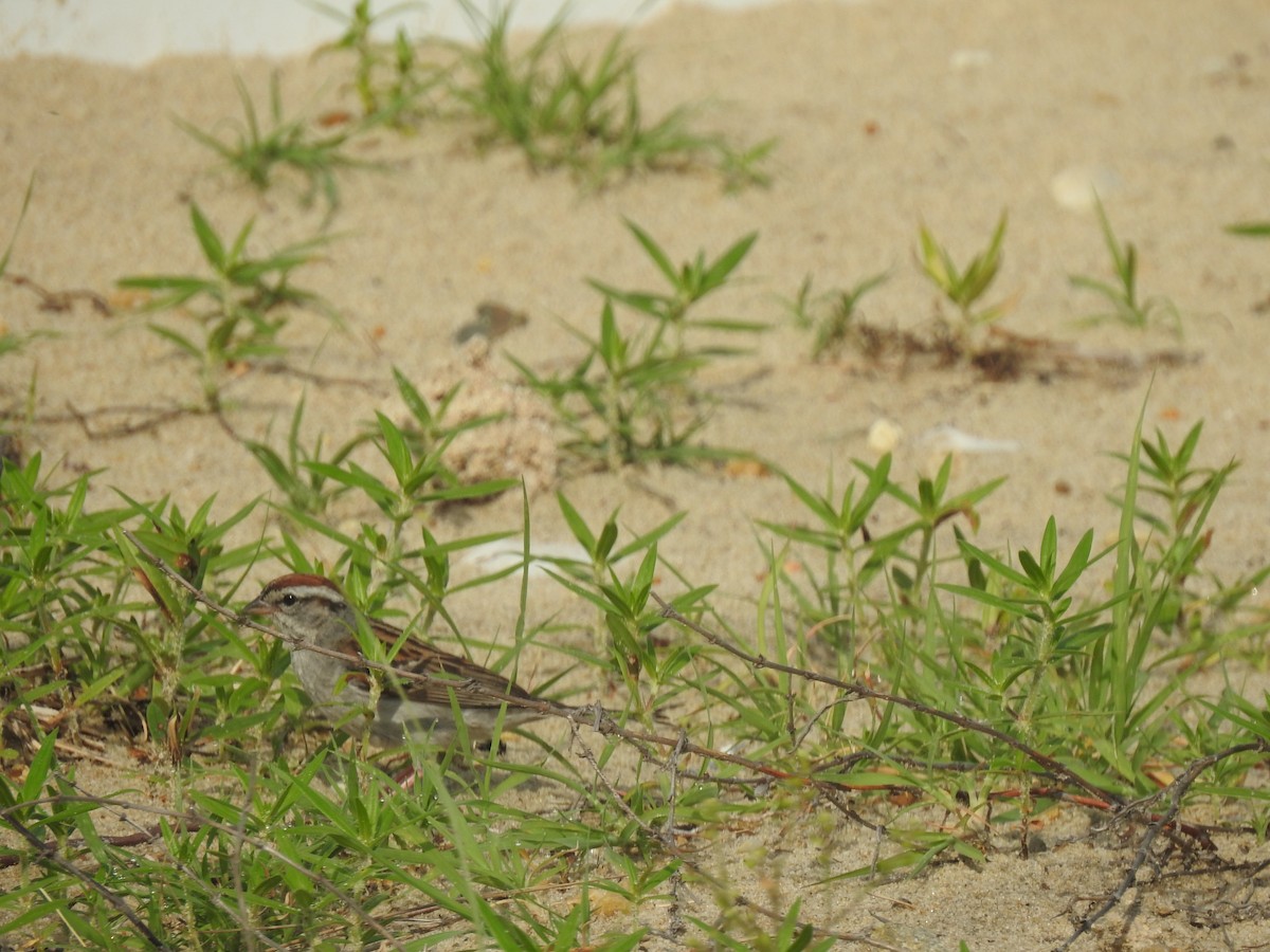 Chipping Sparrow - ML106640821