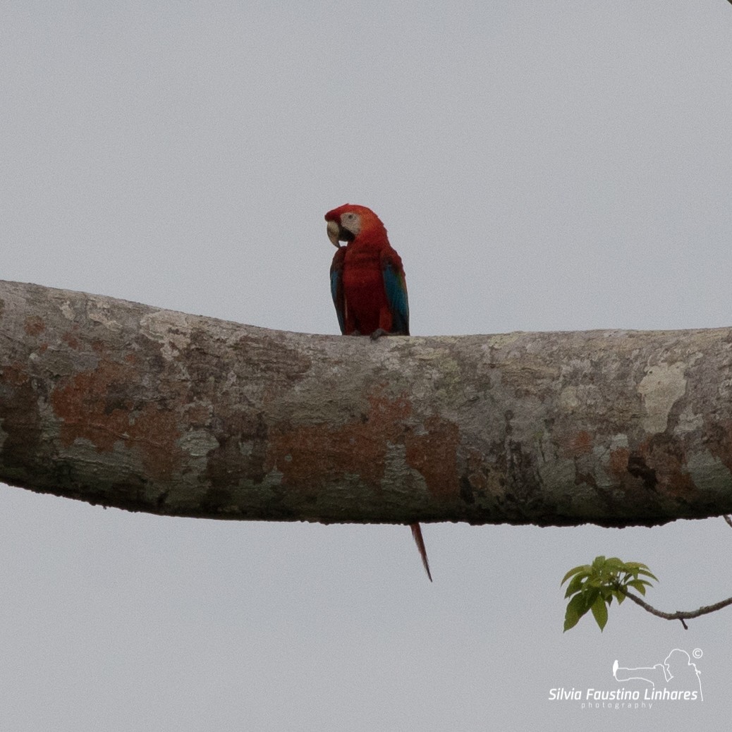 Scarlet Macaw - ML106642021