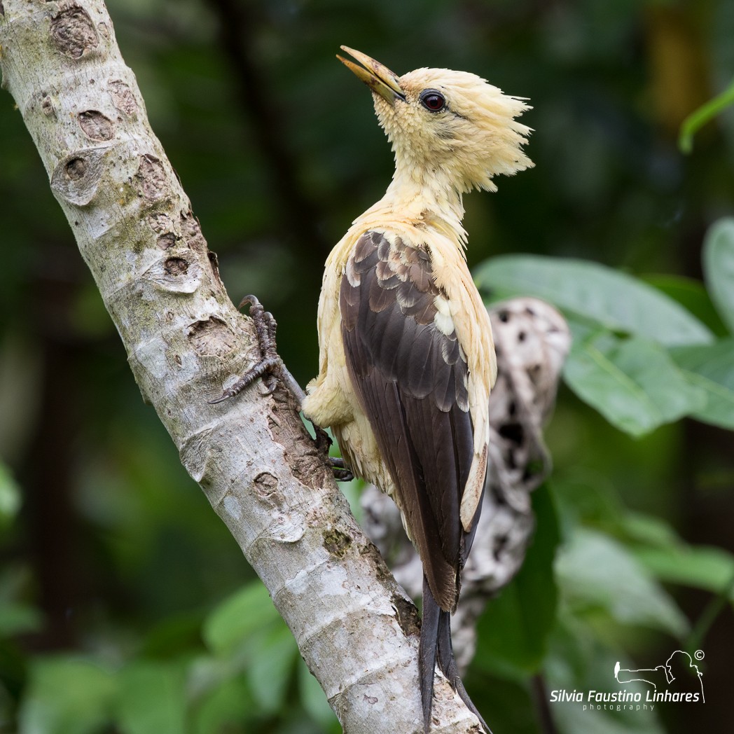 Cream-colored Woodpecker - Silvia Faustino Linhares