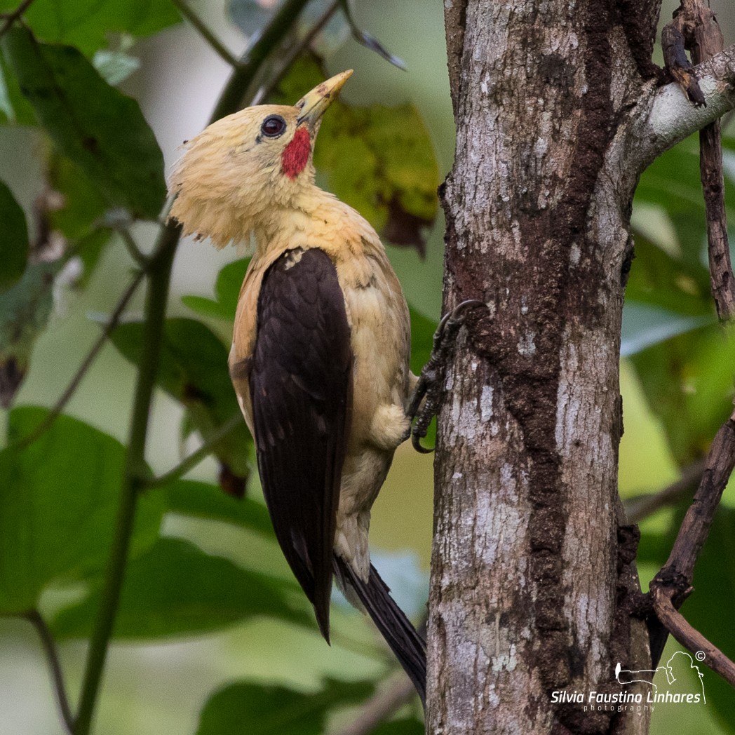 Cream-colored Woodpecker - Silvia Faustino Linhares