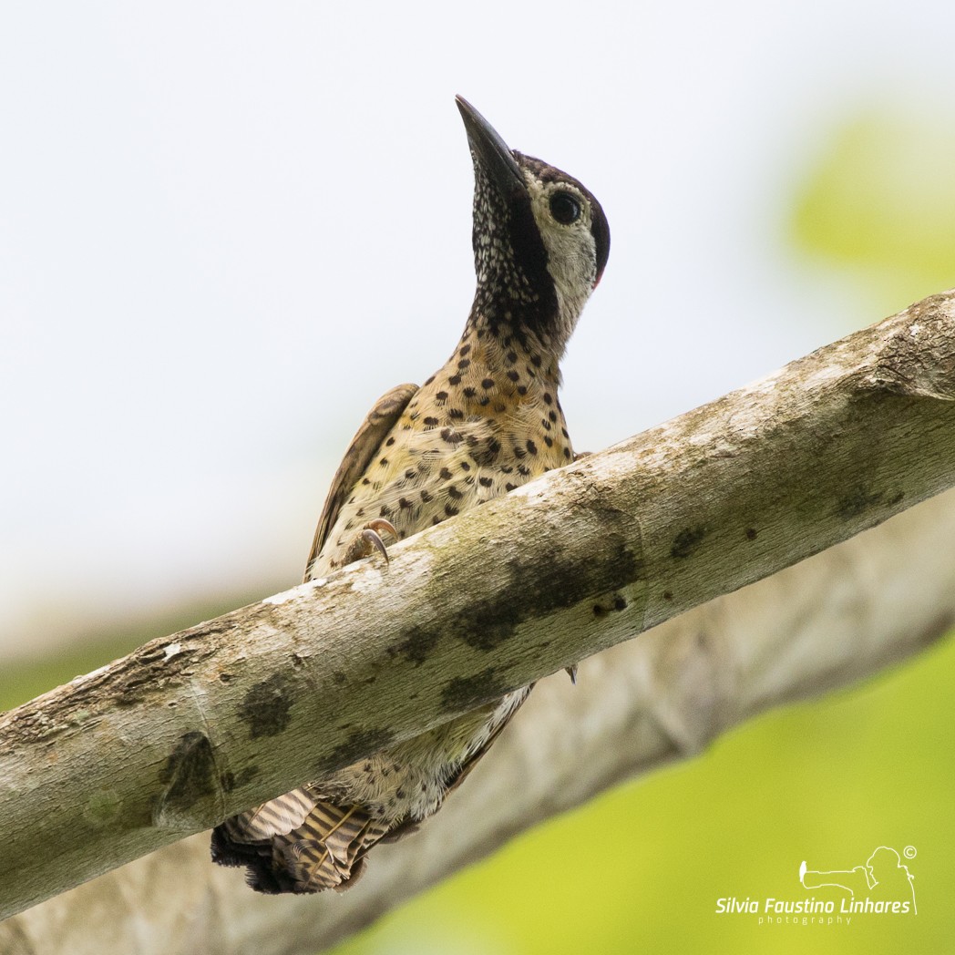 Spot-breasted Woodpecker - ML106643291