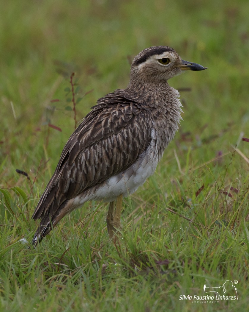 Double-striped Thick-knee - Silvia Faustino Linhares