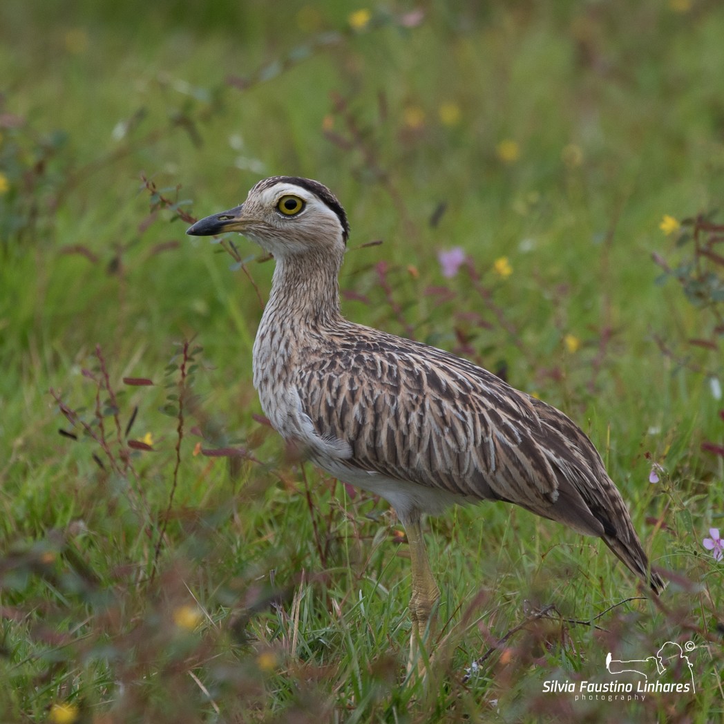 Double-striped Thick-knee - Silvia Faustino Linhares