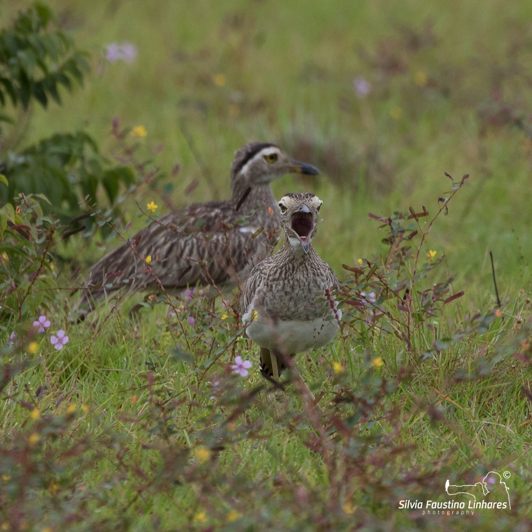 Double-striped Thick-knee - ML106643491