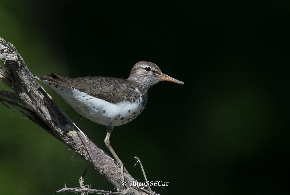 Spotted Sandpiper - Amy Tremblay