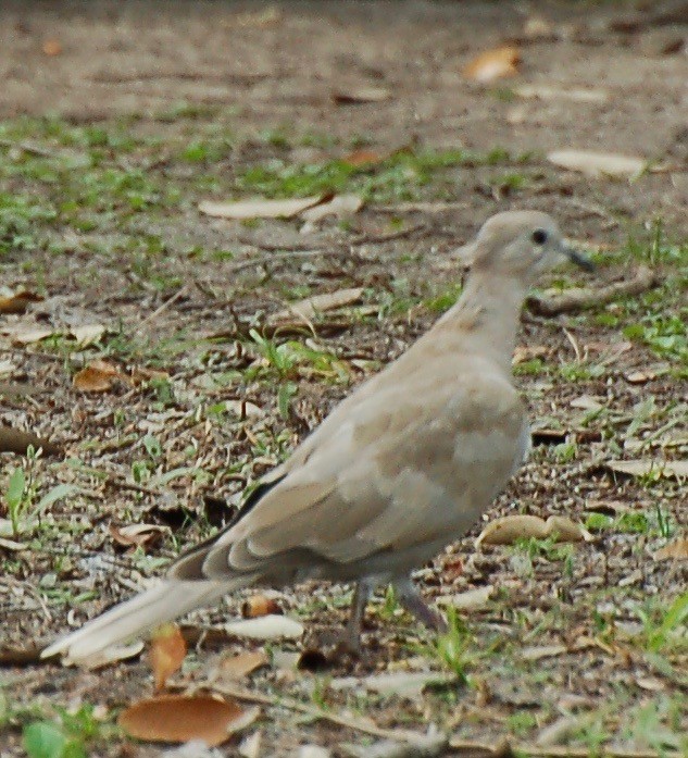 Eurasian Collared-Dove - ML106652241
