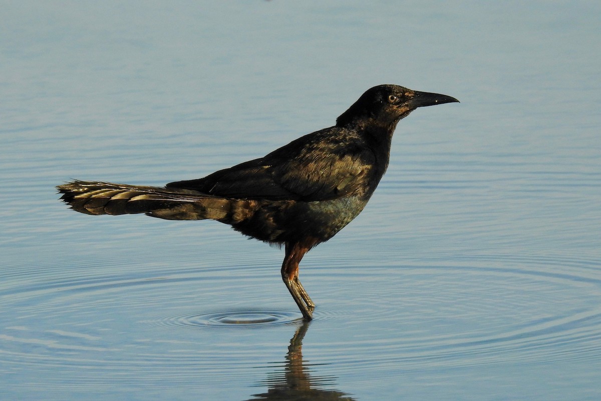 Boat-tailed Grackle - ML106652471
