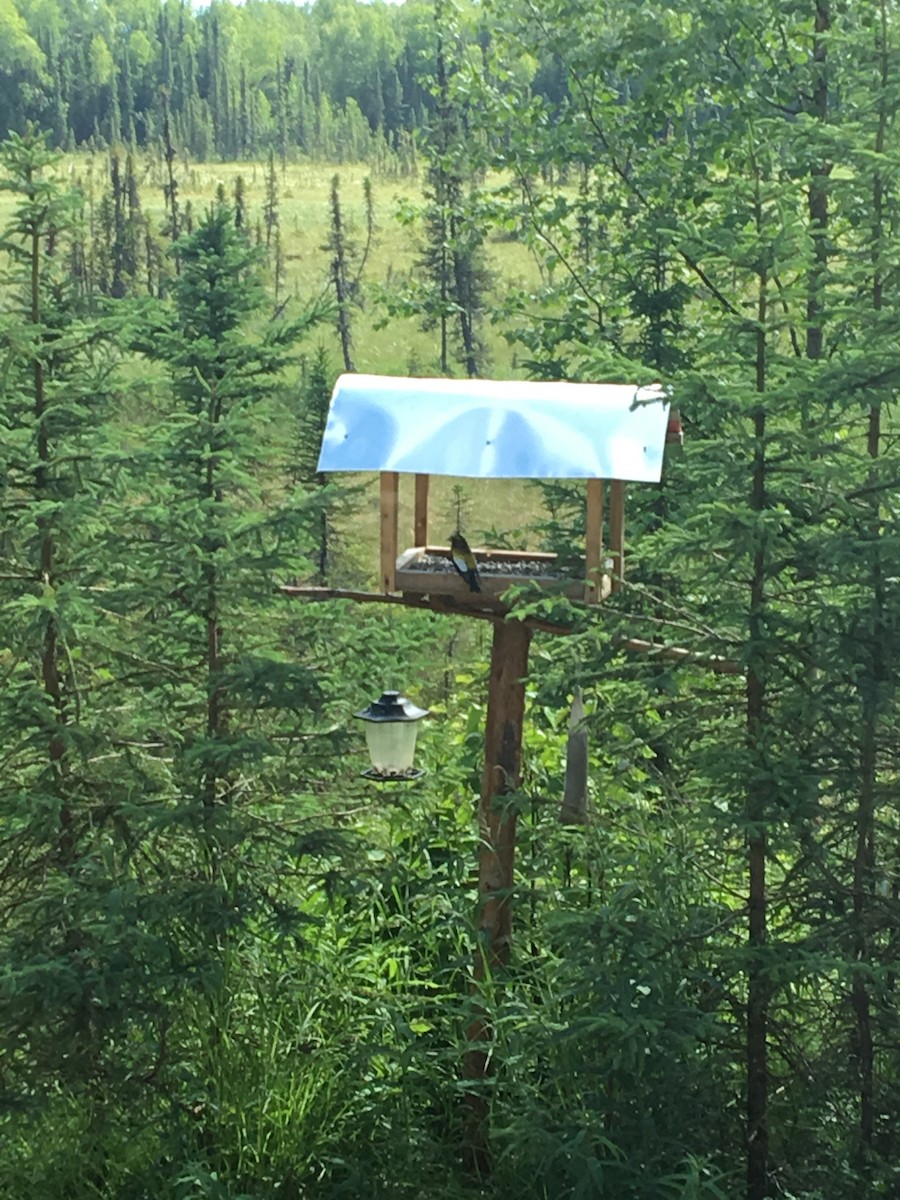 Evening Grosbeak - Audubon Alaska