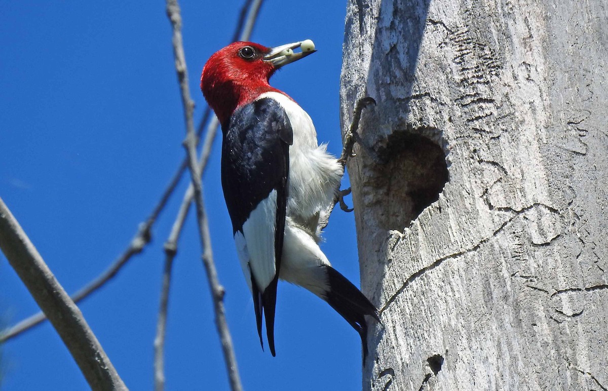 Red-headed Woodpecker - Jean Iron