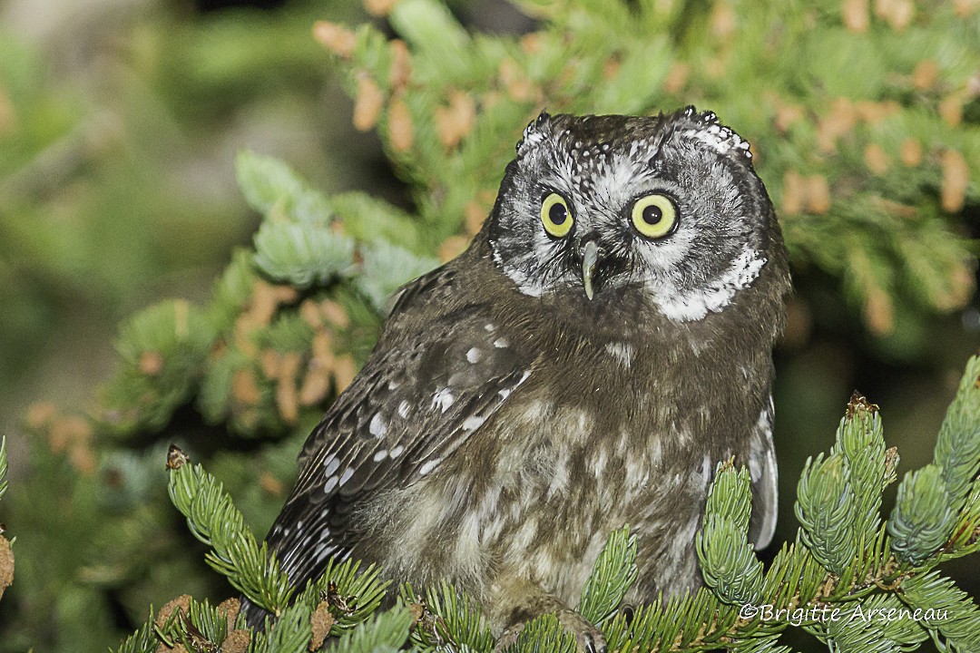 Boreal Owl - Brigitte Arseneau
