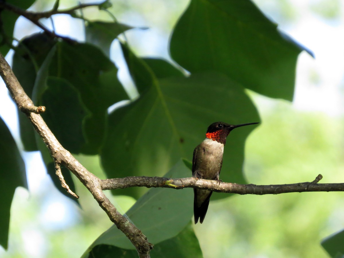 Ruby-throated Hummingbird - Michael S Taylor