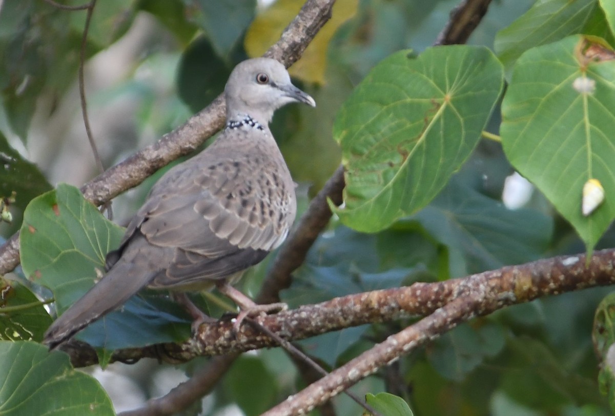 Spotted Dove - Rick Jacobsen