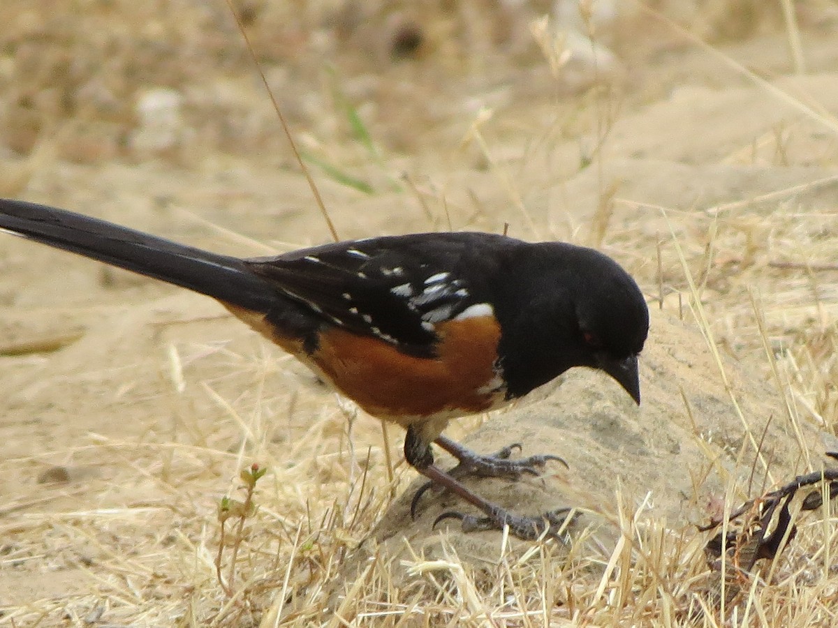 Spotted Towhee - Garth Harwood