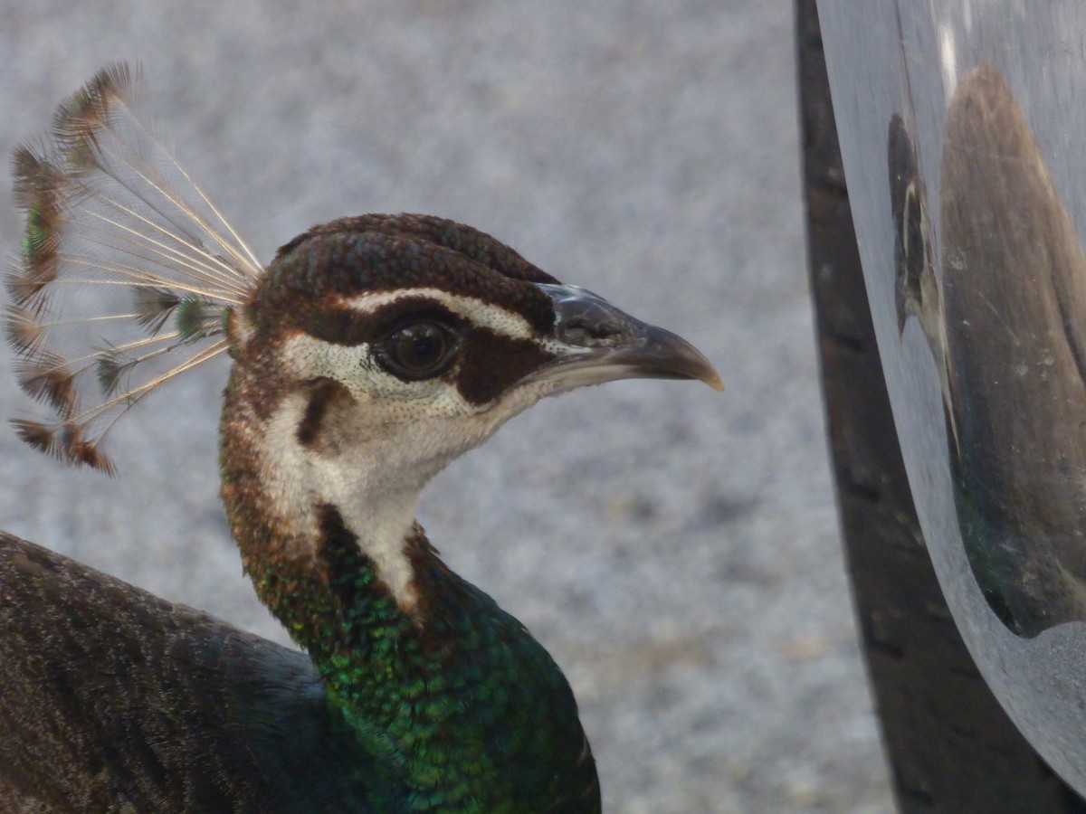 Indian Peafowl - S. Weber