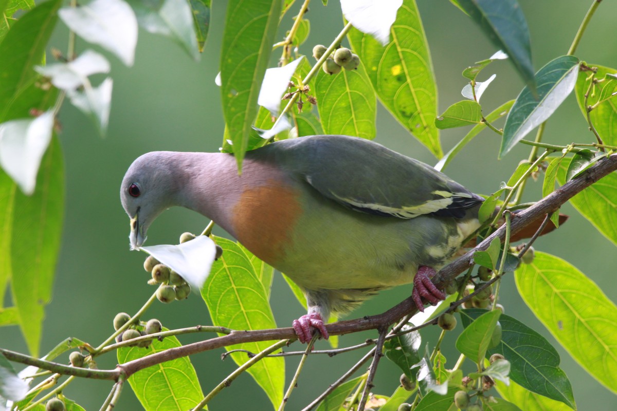 Pink-necked Green-Pigeon - William Mahoney