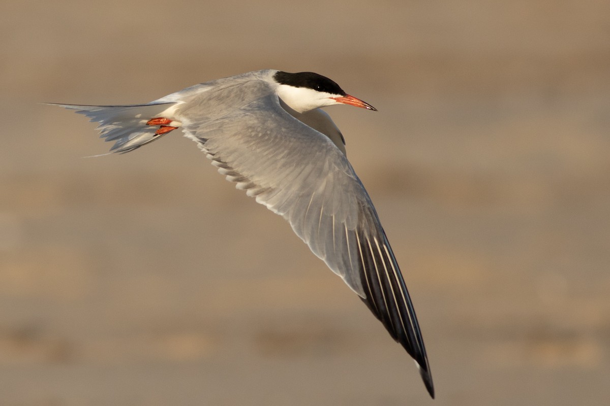Common Tern (hirundo/tibetana) - Max McCarthy