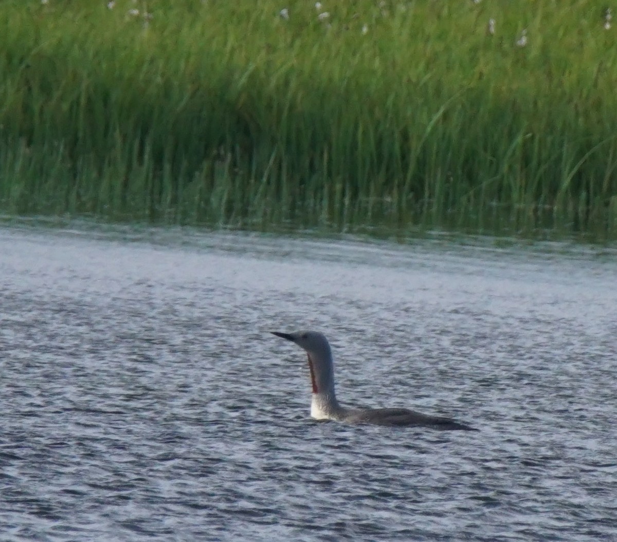 Red-throated Loon - ML106670471