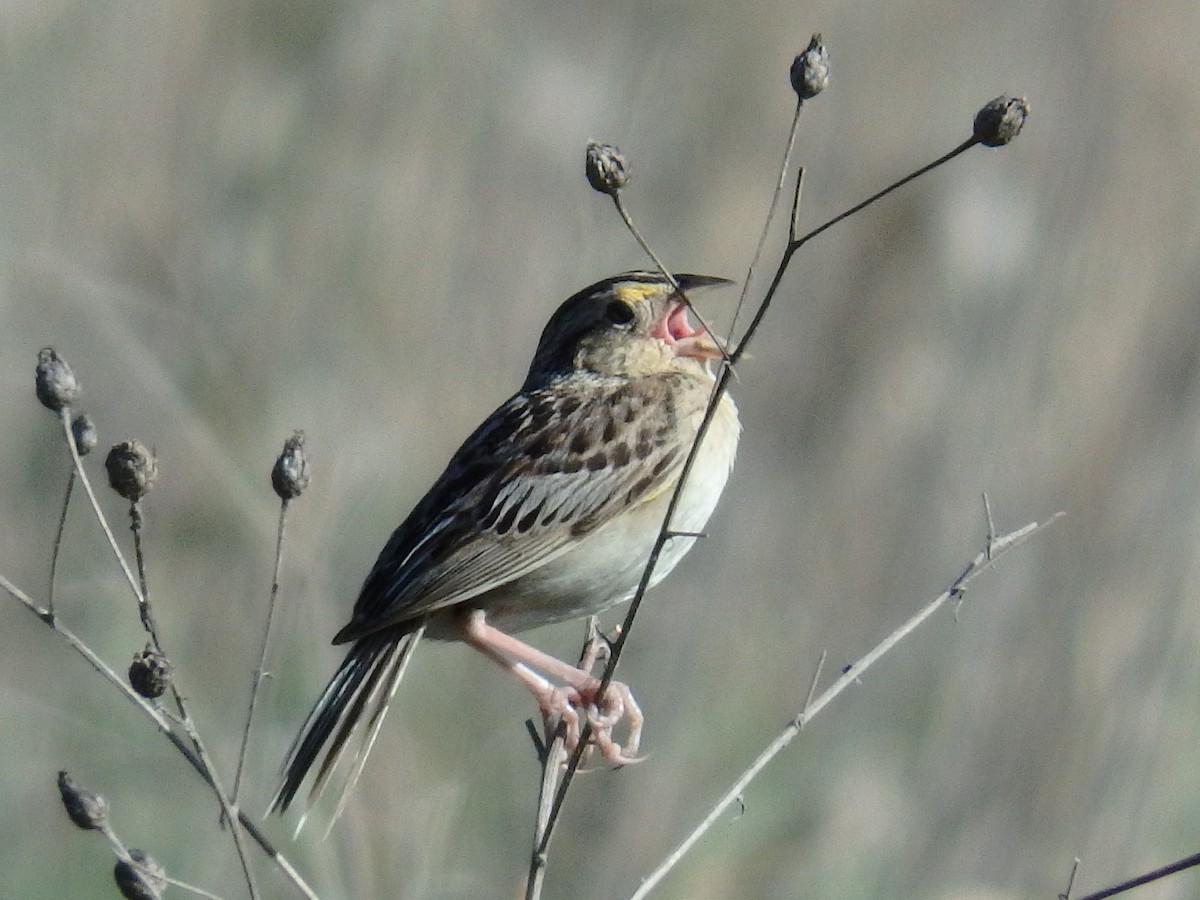 Grasshopper Sparrow - Amy Lyyski