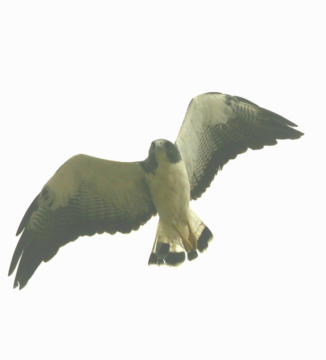 White-tailed Hawk - ML106675571