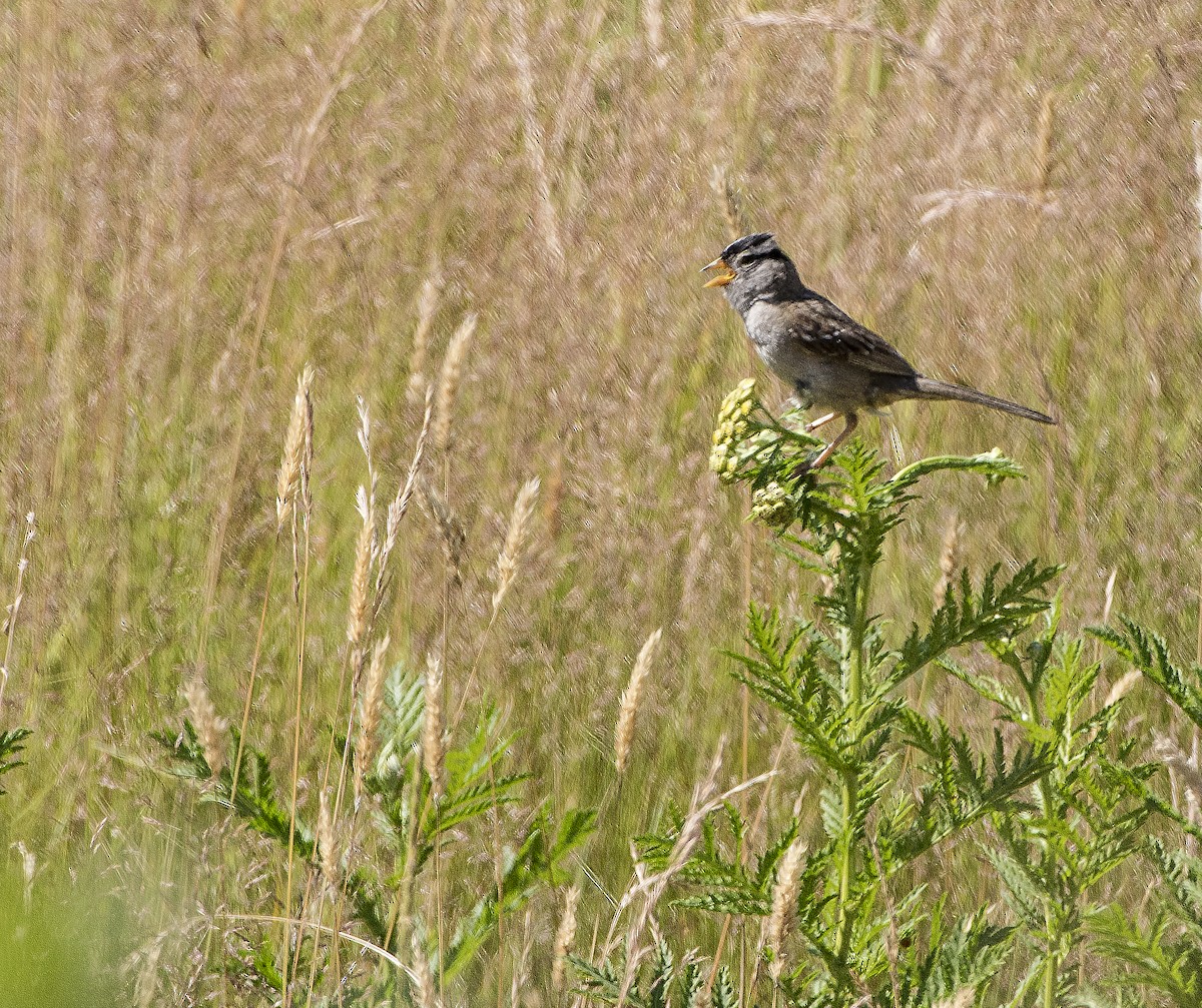 White-crowned Sparrow - ML106677471