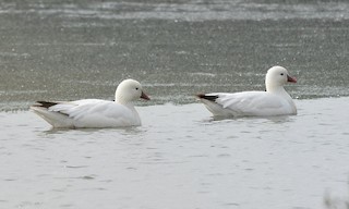 Ross's Goose, ML106678971