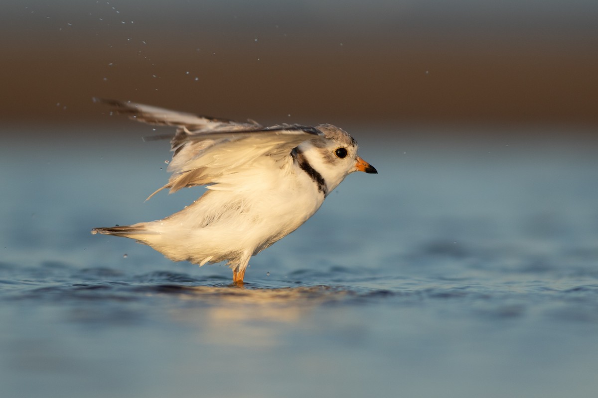Piping Plover - ML106679261