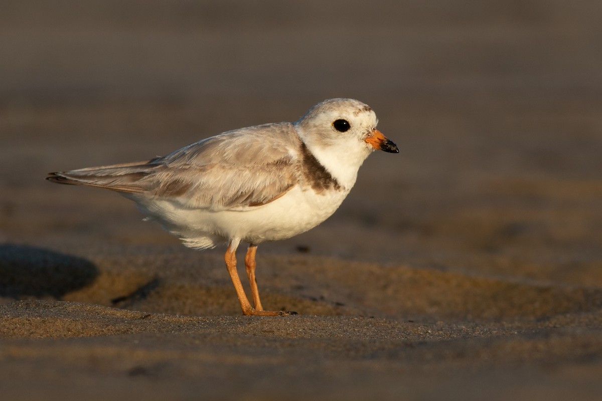 Piping Plover - ML106679301