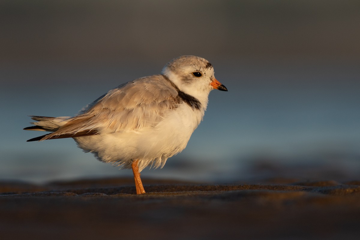 Piping Plover - ML106679351