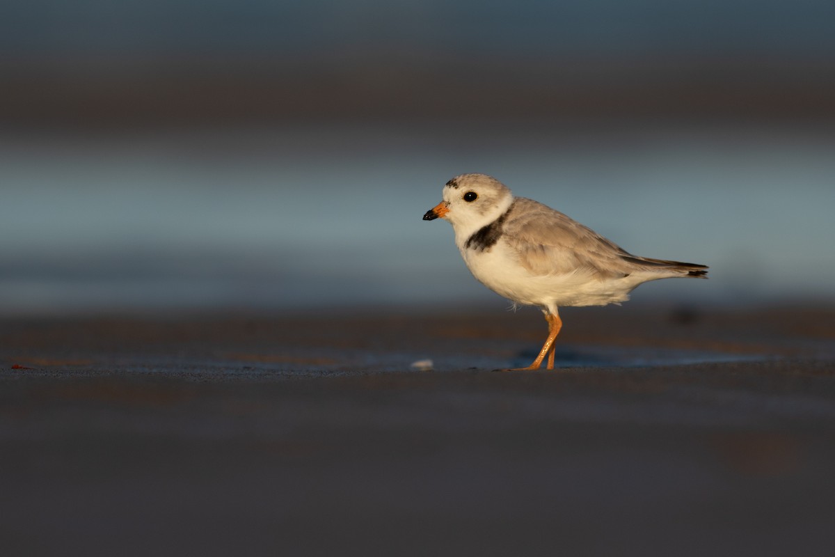 Piping Plover - ML106679361
