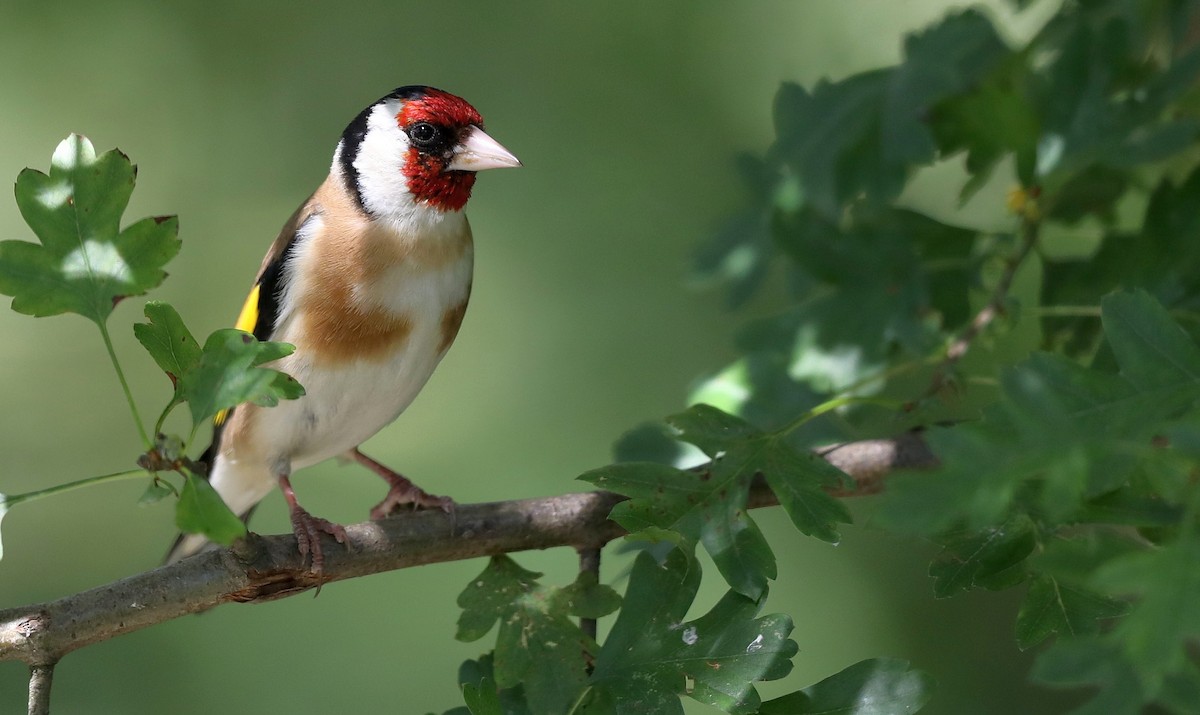 European Goldfinch - Matthew Brown