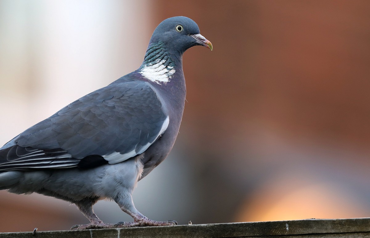 Common Wood-Pigeon - ML106681701