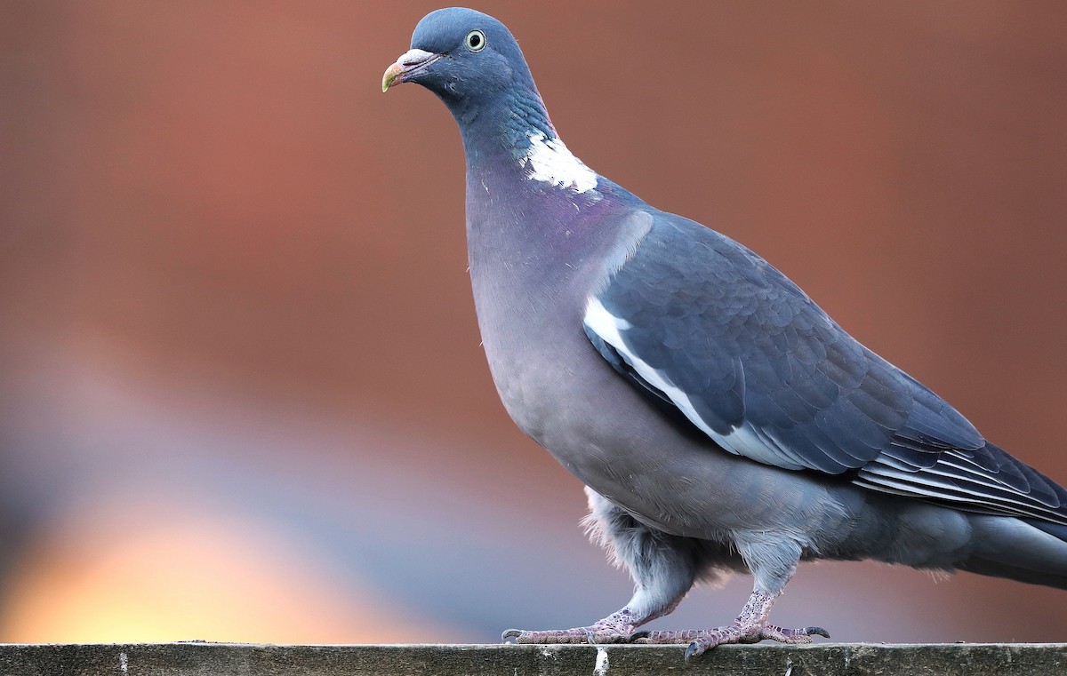 Common Wood-Pigeon - ML106681711