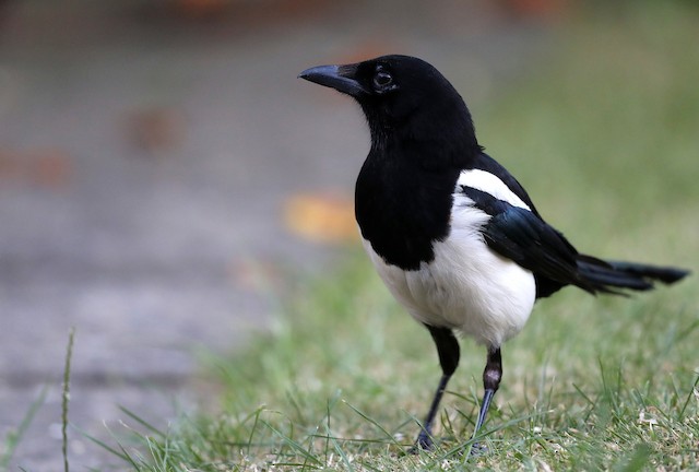 Eurasian Magpie - eBird